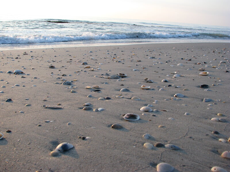 Shells on Sandy Beach — Beige