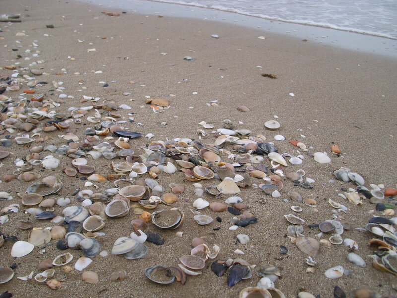 Shells on Sandy Beach — Brown, Calm