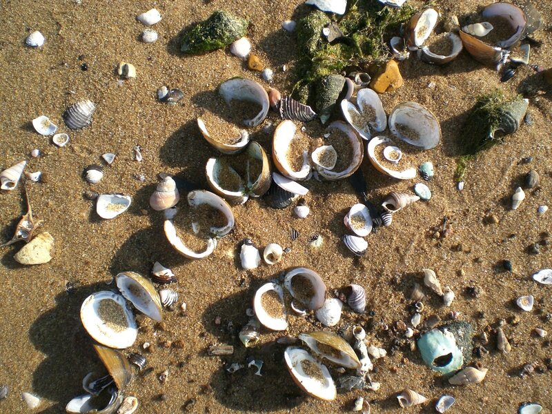 Shells on Sandy Beach — Brown