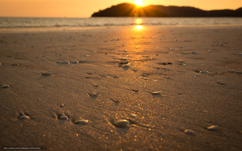 Shells on Sandy Beach — Gold