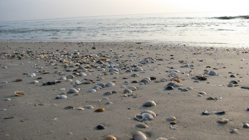 Shells on Sandy Beach — Gray