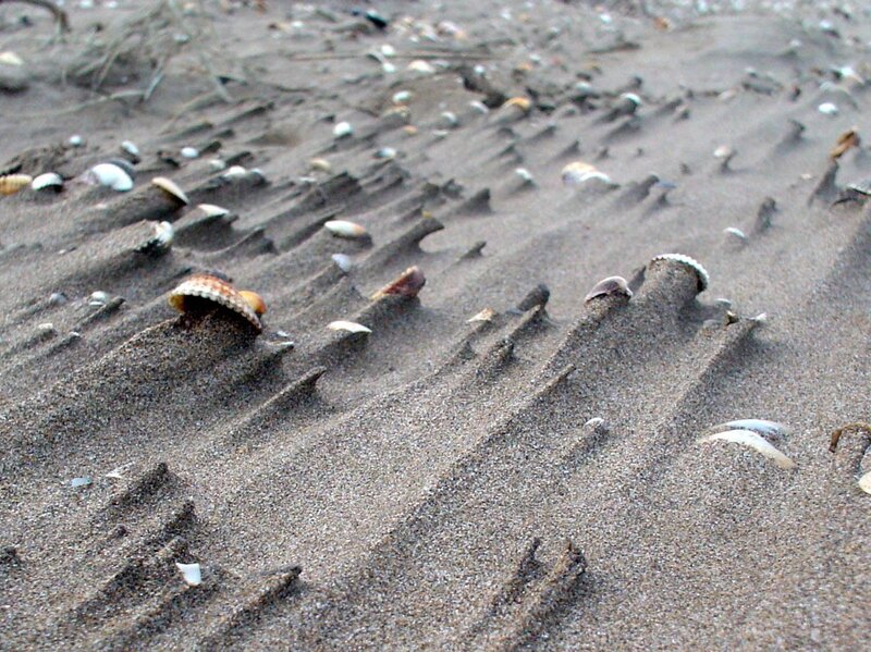 shells on sandy beach