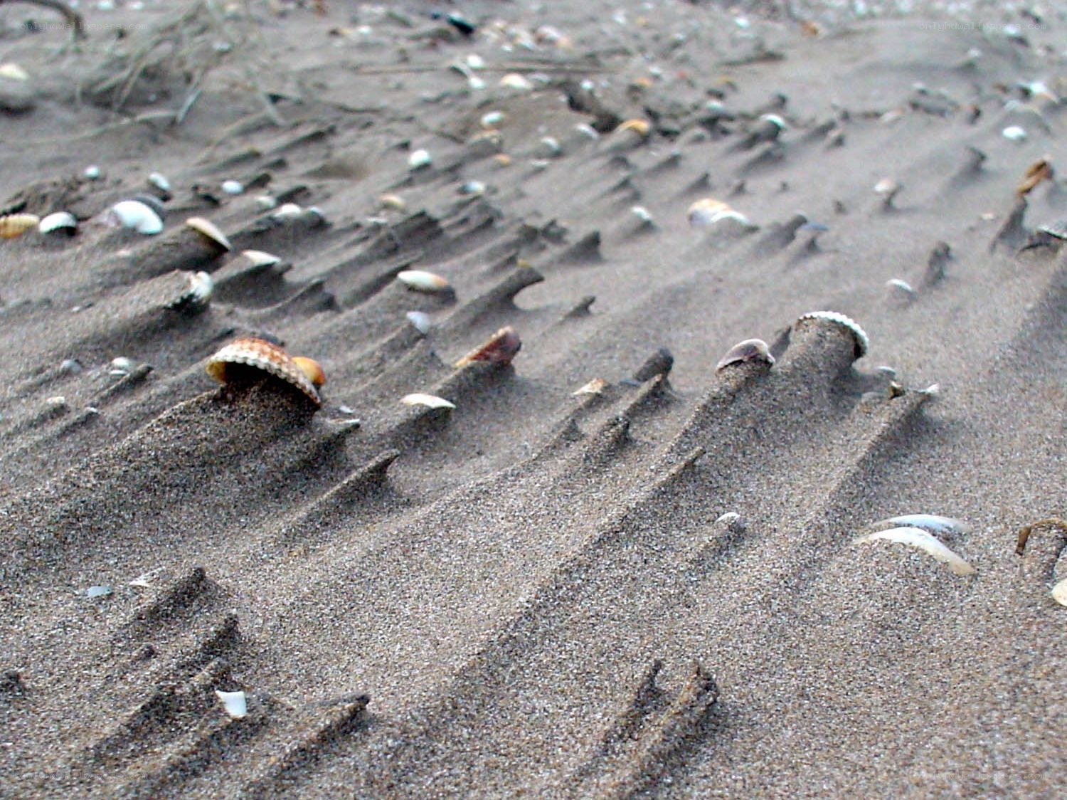 shells on sandy beach