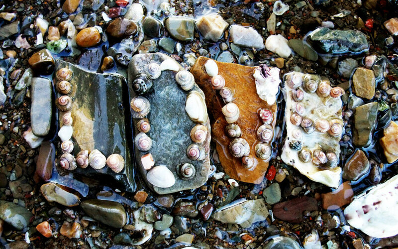 Shells on Wet Rocks