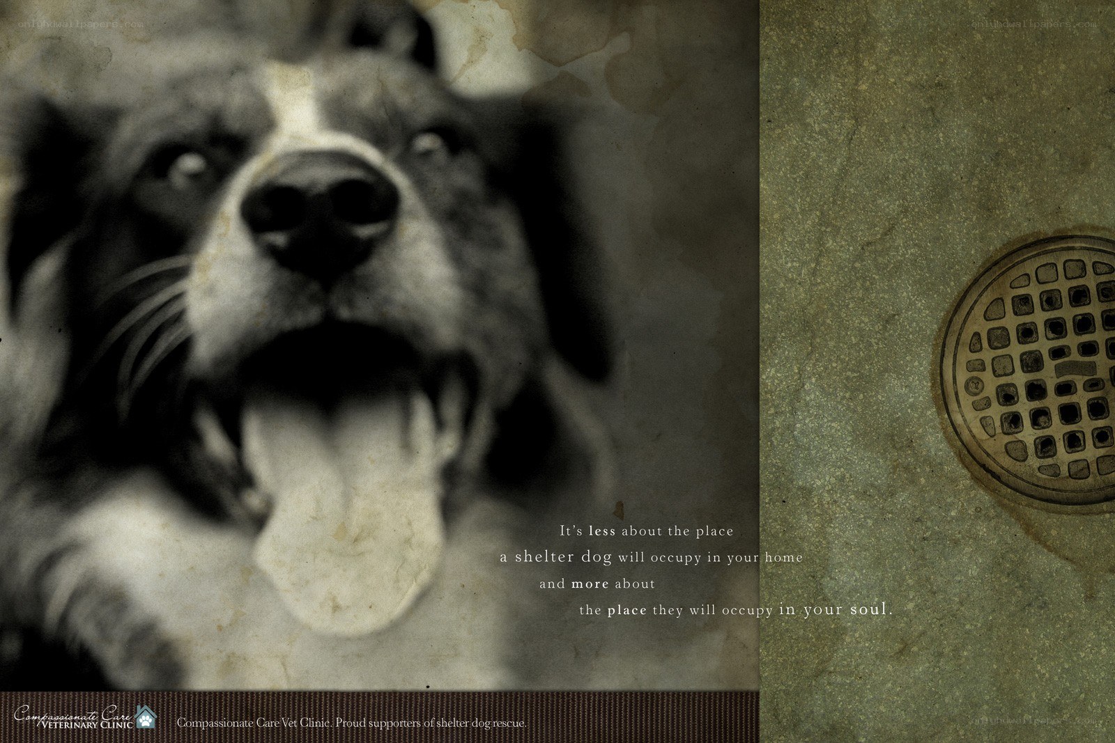 shelter dog adoption message
