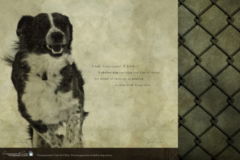 shelter dog rescue ad