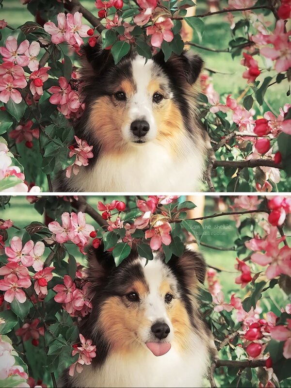 Sheltie Dog in Flowers