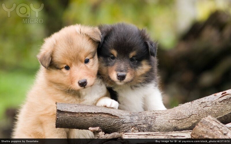 Sheltie Puppies on Log