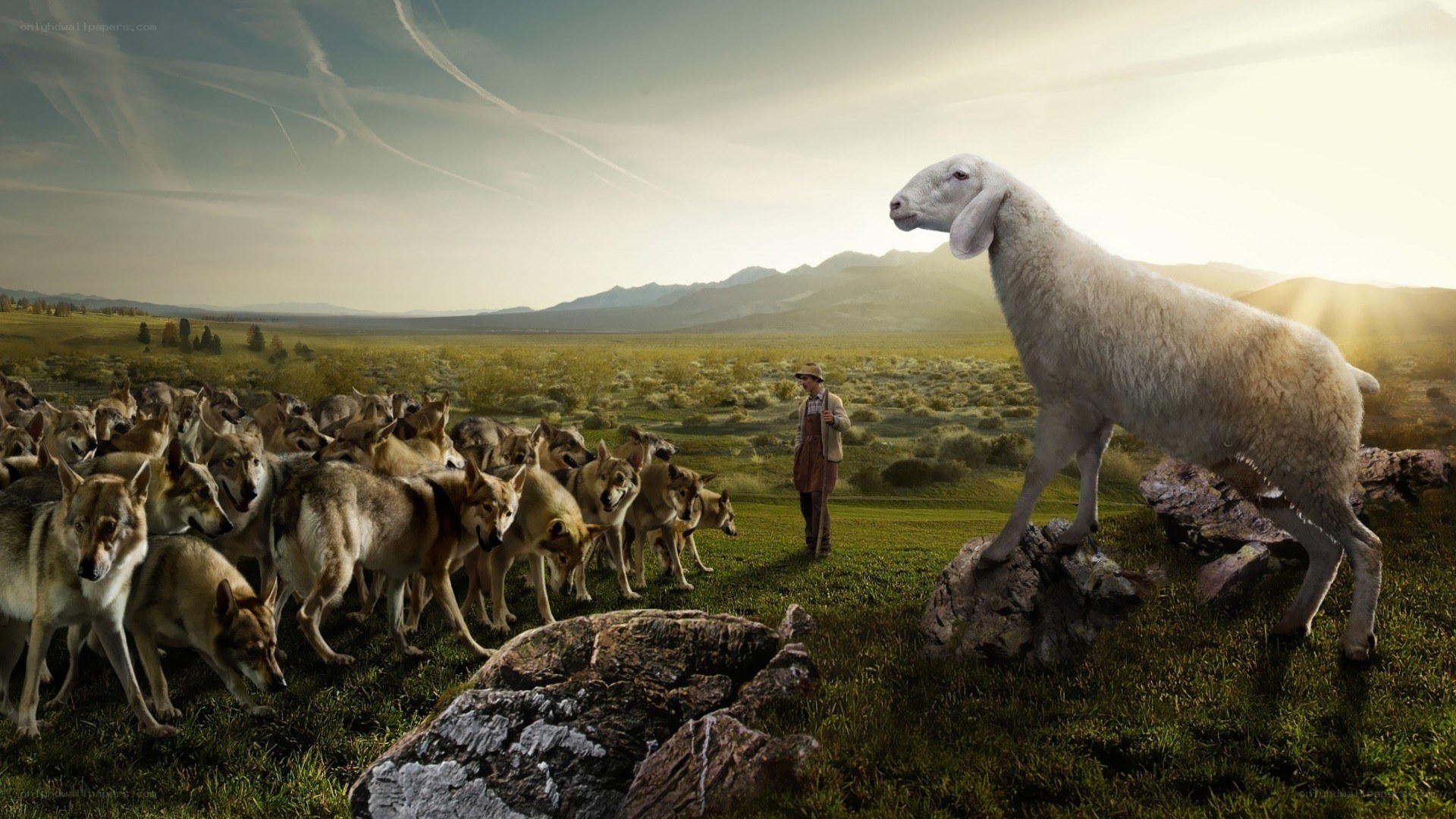 shepherd and the wolf pack