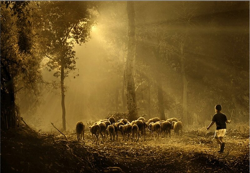 Shepherd boy with flock in forest