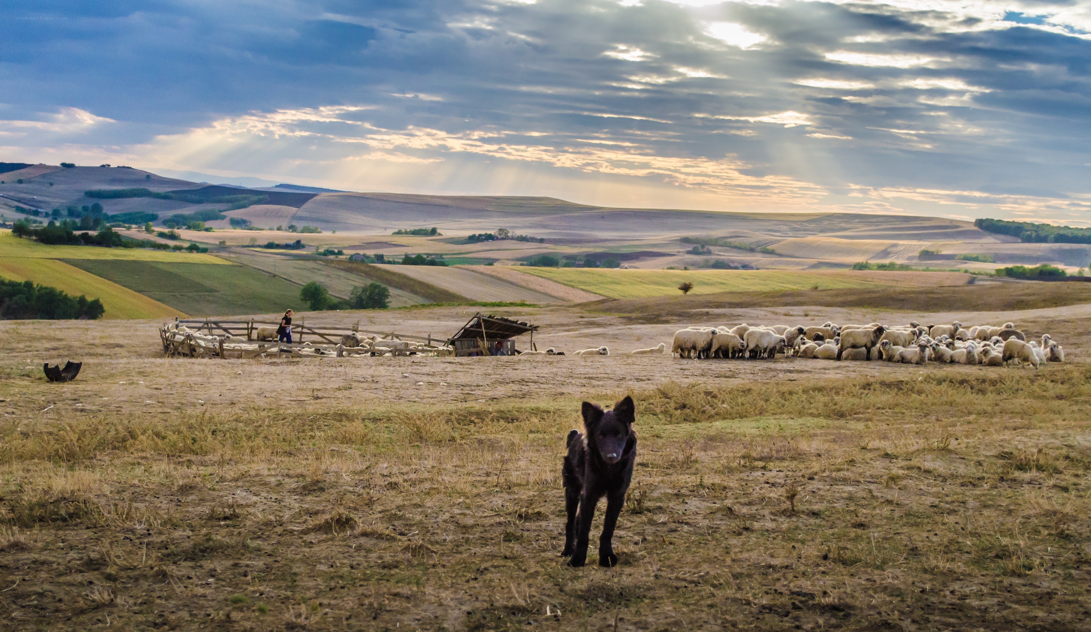 Shepherd dog with flock
