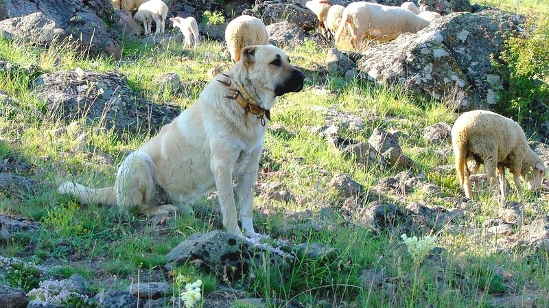 shepherd dog with sheep