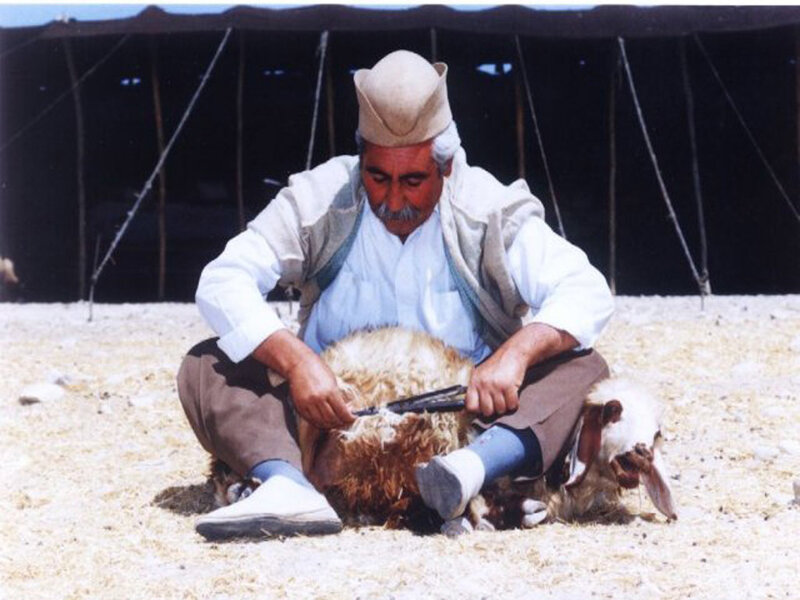 Shepherd shearing a sheep