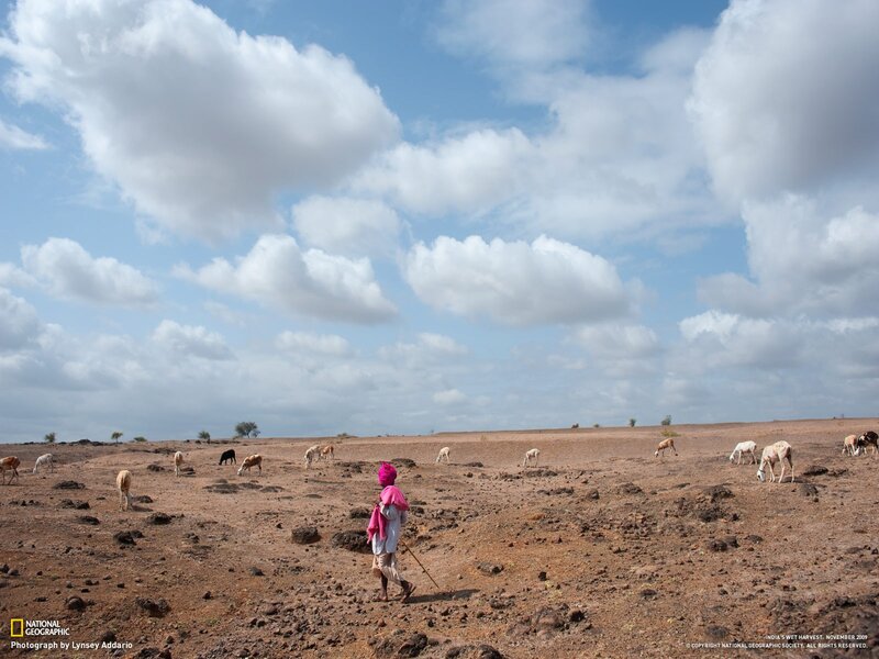 Shepherd with cattle in dry landscape