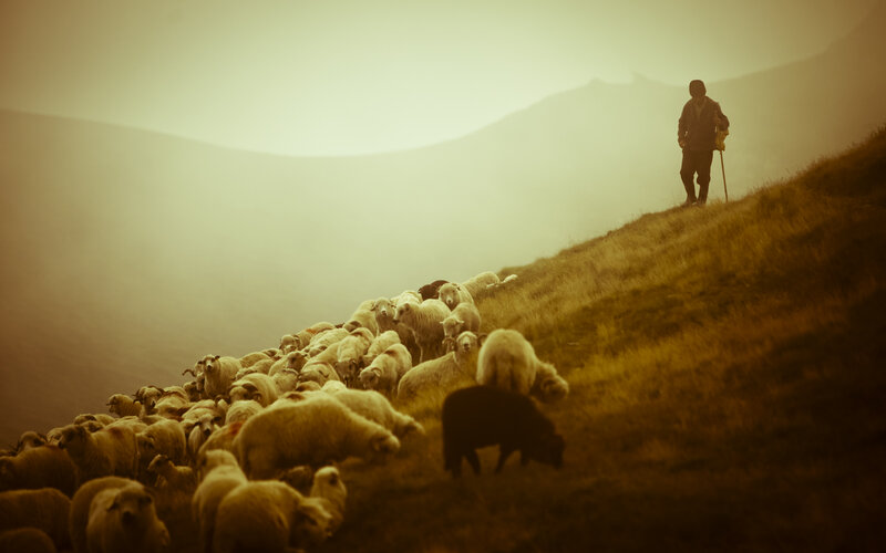 Shepherd with flock on hillside