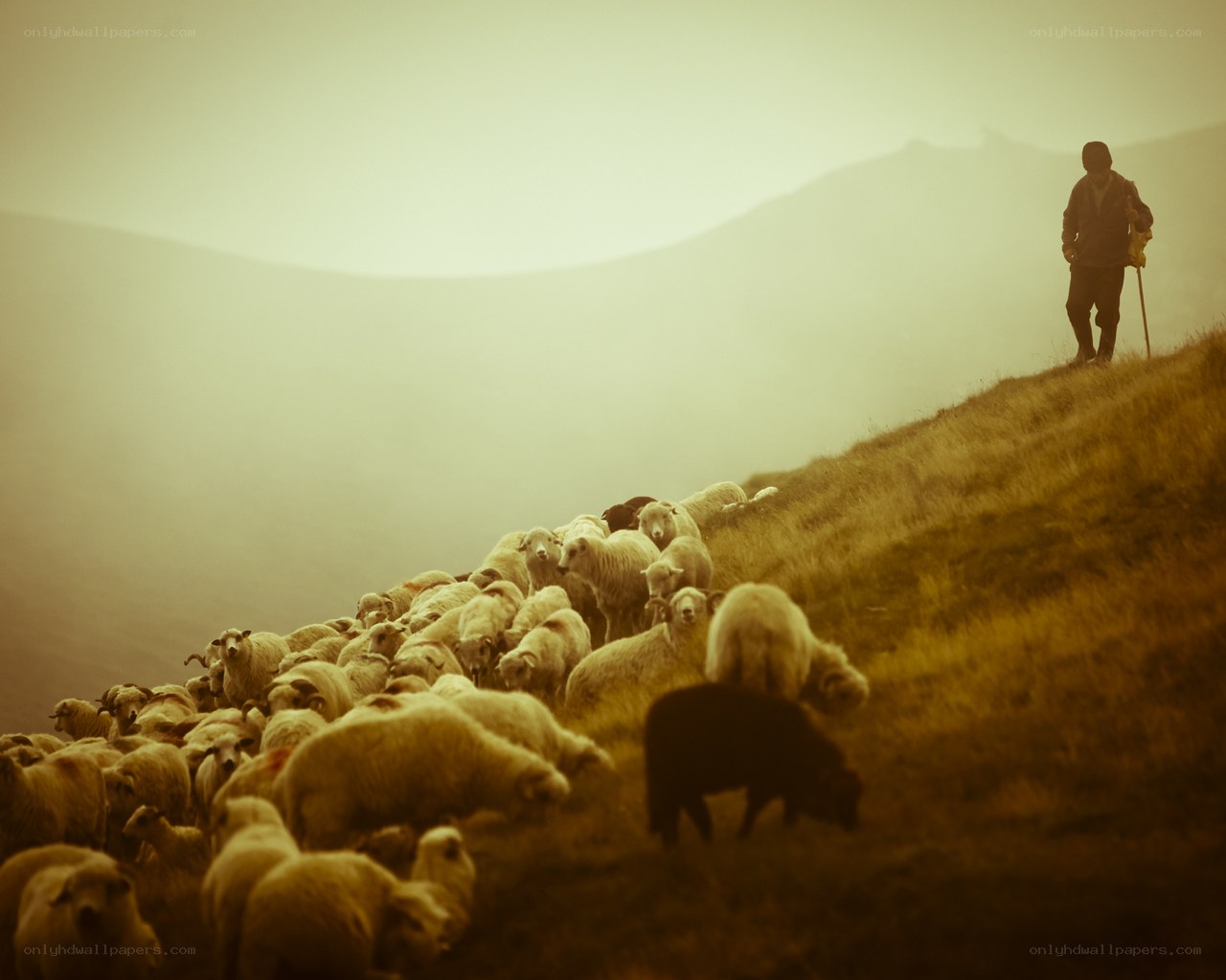 Shepherd with flock on hillside