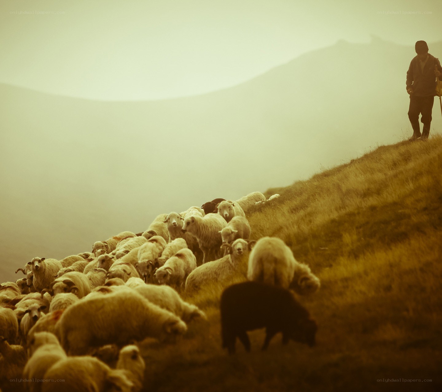 Shepherd with flock on hillside