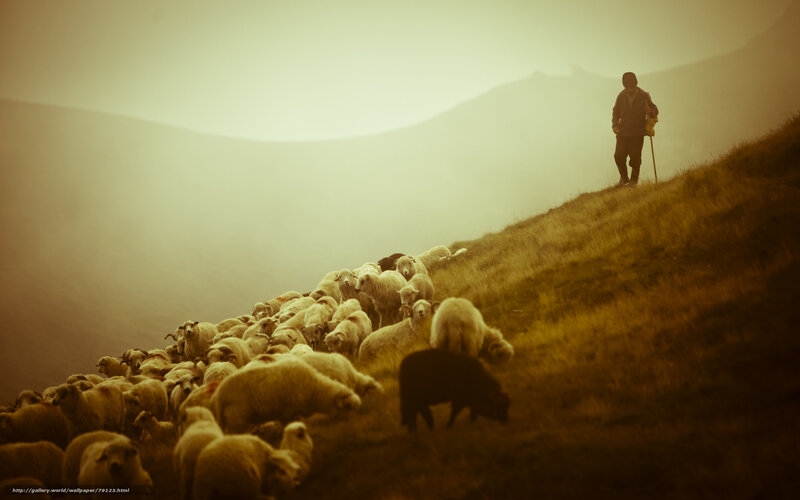Shepherd with flock on hillside