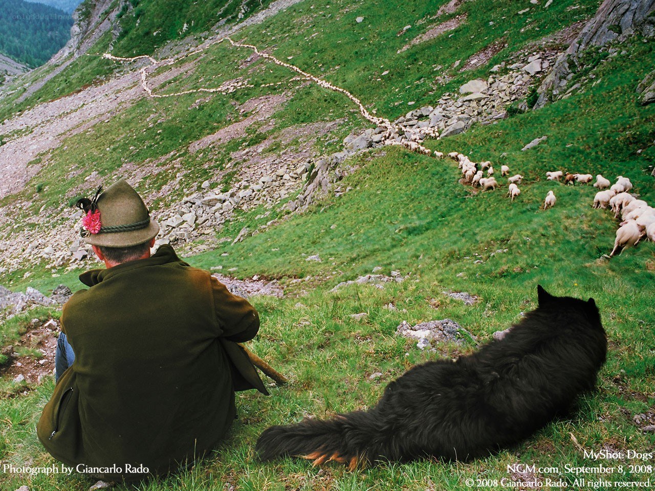Shepherd with flock on mountain