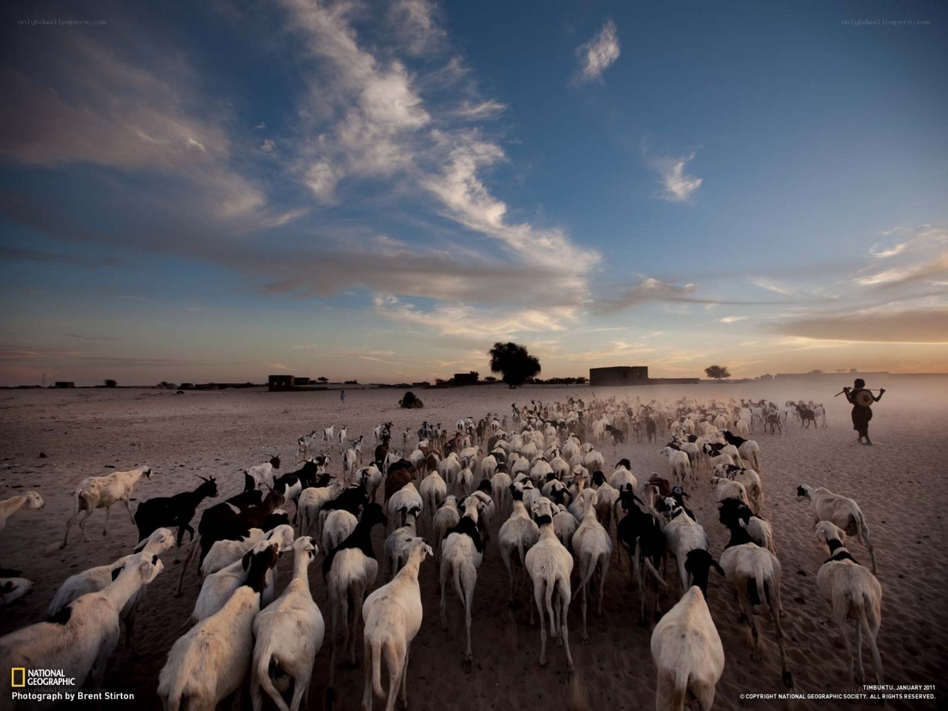 Shepherd with goats at dusk