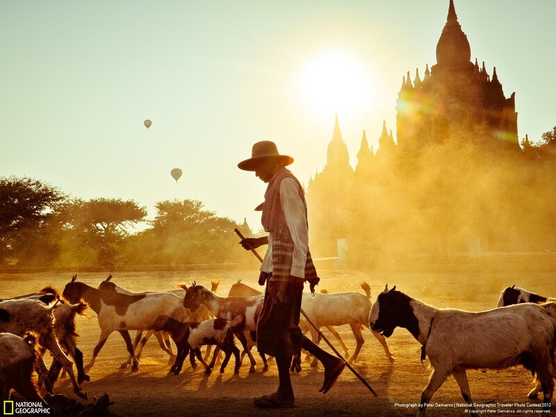 Shepherd with goats at sunrise