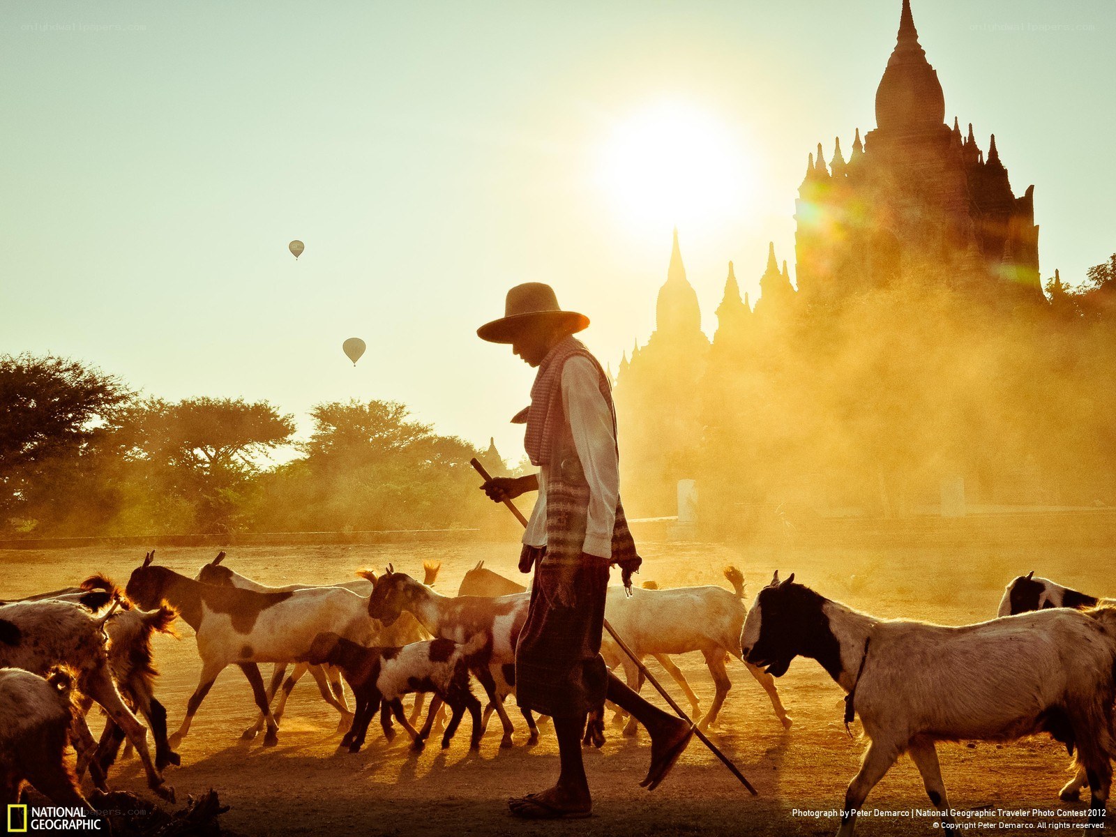 Shepherd with goats at sunrise