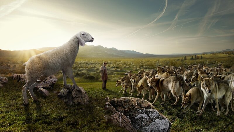 Shepherd with sheep and wolves