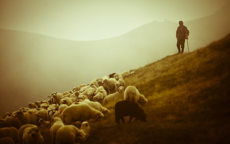 Shepherd with Sheep — Brown, Serene, Morning, Photograph