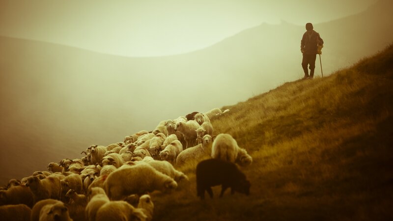 Shepherd with Sheep — Brown, Serene, Morning