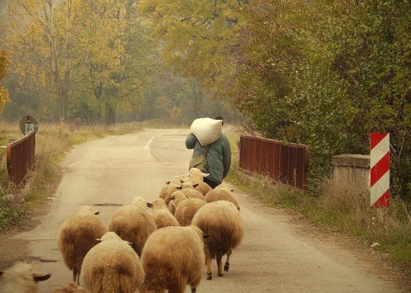 Shepherd with Sheep — Brown