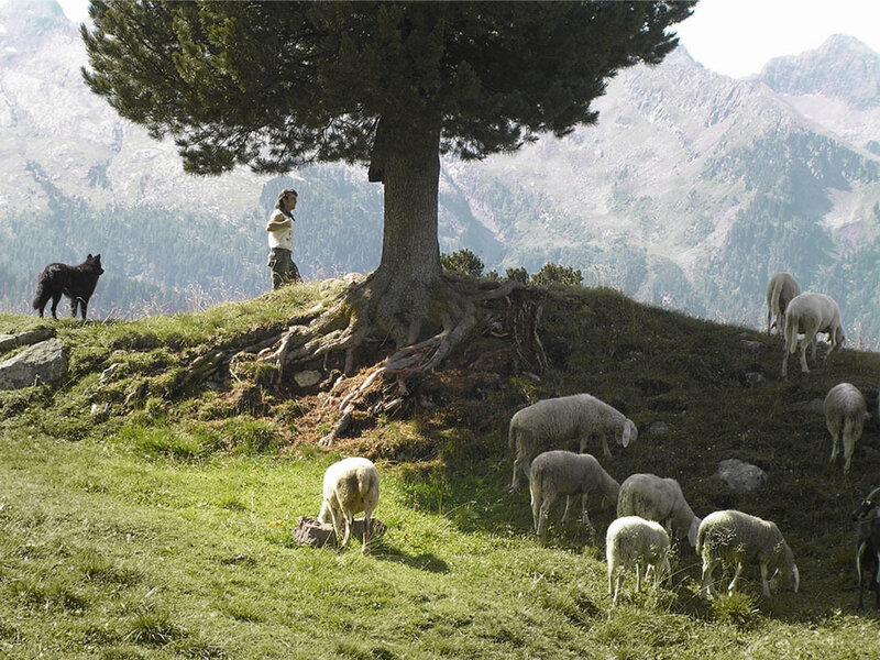 Shepherd with Sheep — Green, Serene, Afternoon, Photograph