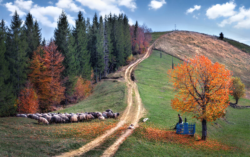 Shepherd with Sheep — Green, Serene, Autumn