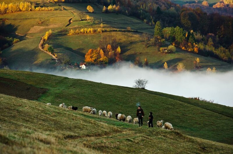 Shepherd with Sheep — Green, Serene, Morning