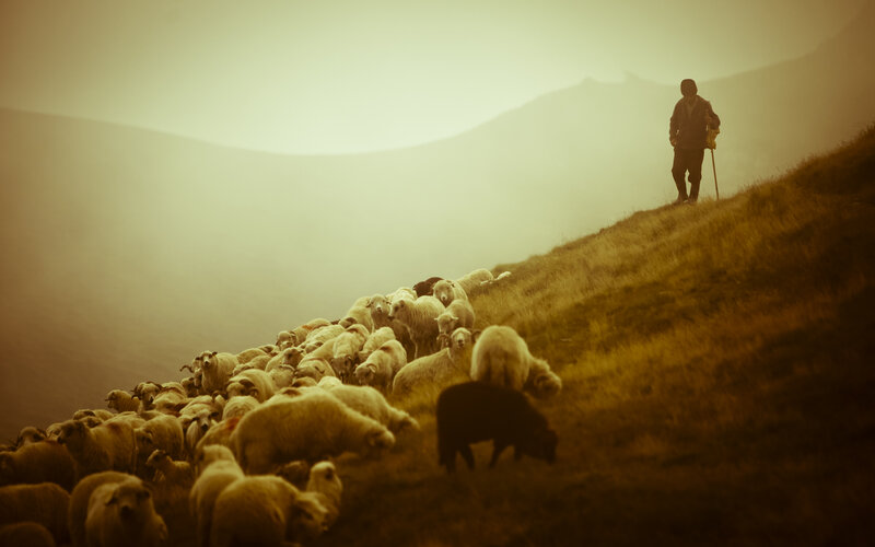 Shepherd with Sheep — Mountain