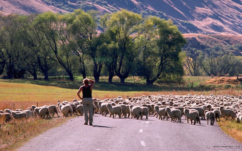 Shepherd with sheep on road