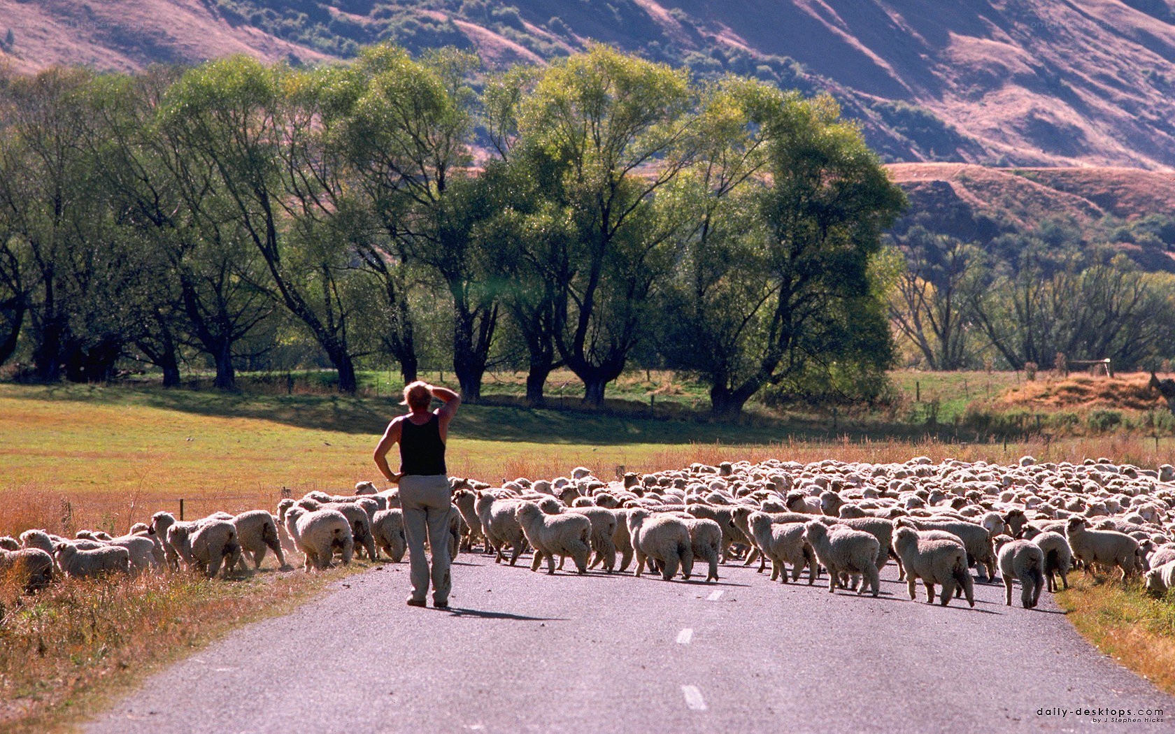 Shepherd with sheep on road
