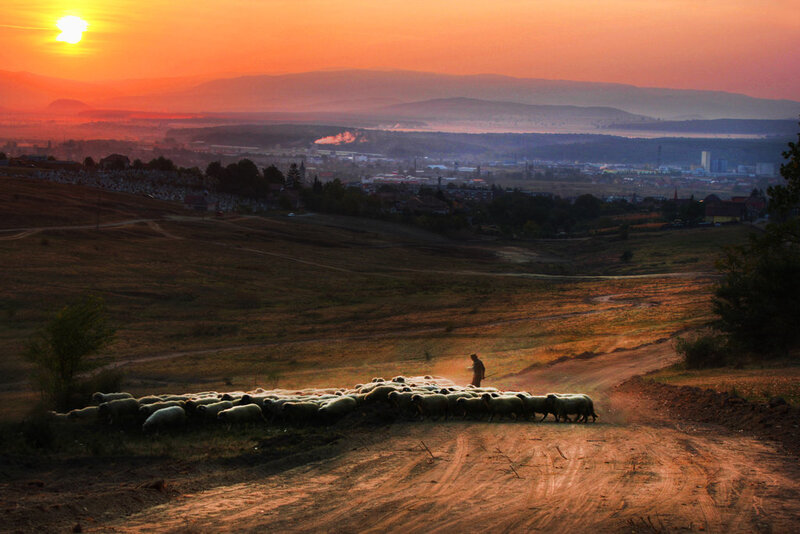 Shepherd with Sheep — Orange, Serene