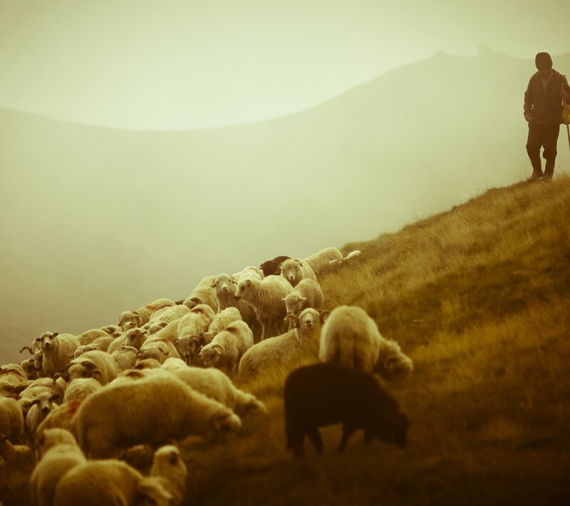 Shepherd with Sheep — Photograph