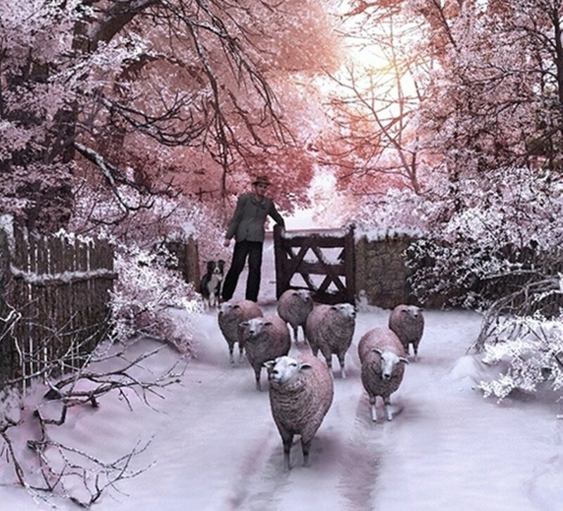 Shepherd with Sheep — Pink