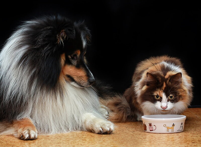 Shetland Sheepdog and Cat — Black
