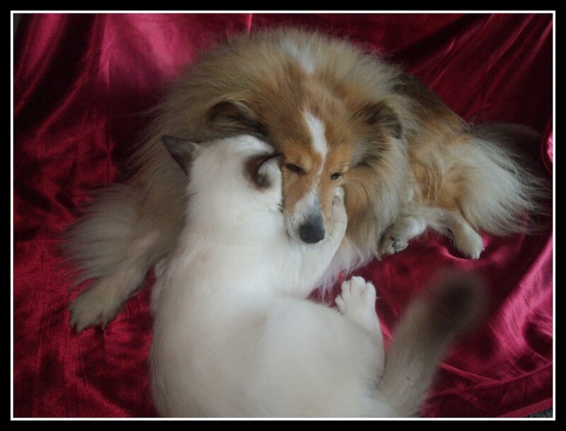 Shetland Sheepdog and Cat