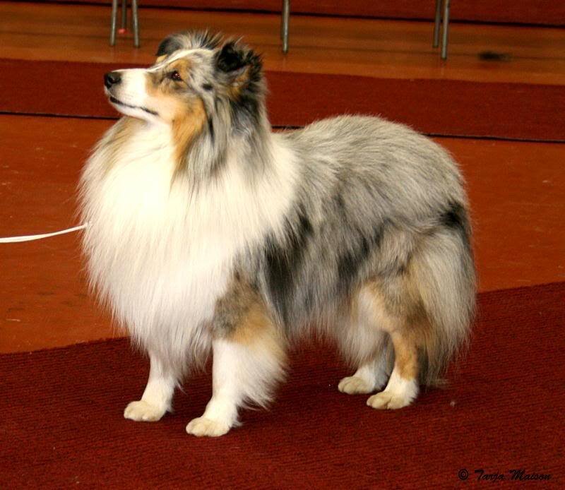 Shetland Sheepdog at a dog show