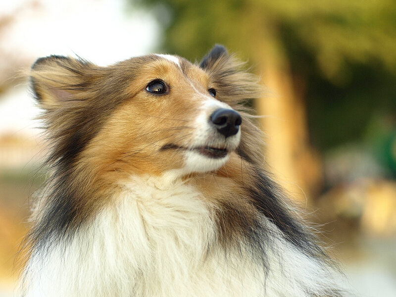 Shetland Sheepdog — Brown, Calm, Afternoon