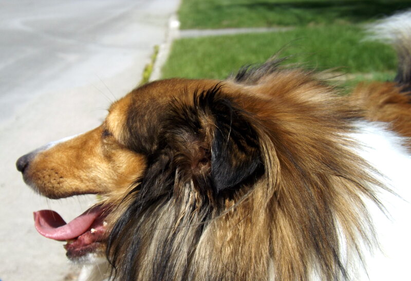 Shetland Sheepdog — Brown, Calm