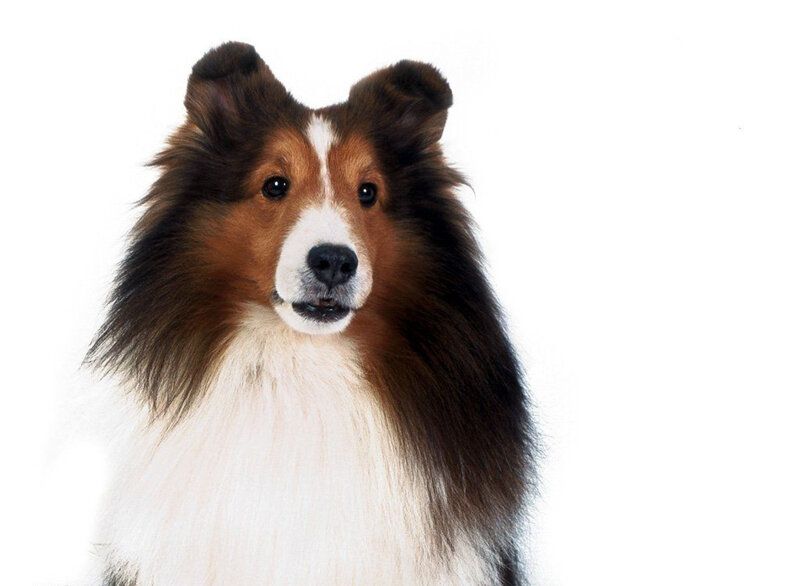 Shetland Sheepdog — Brown, Neutral