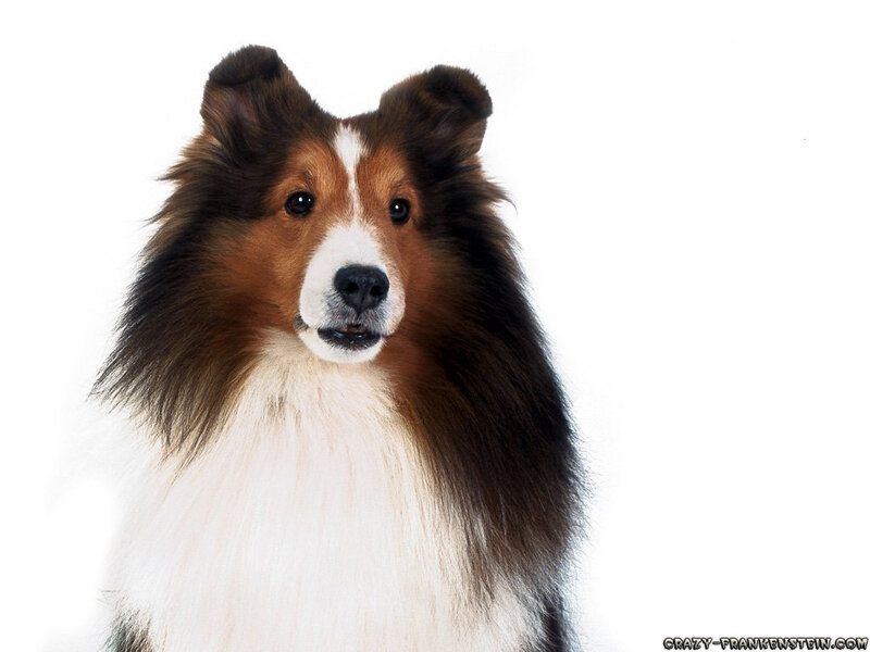 Shetland Sheepdog — Brown