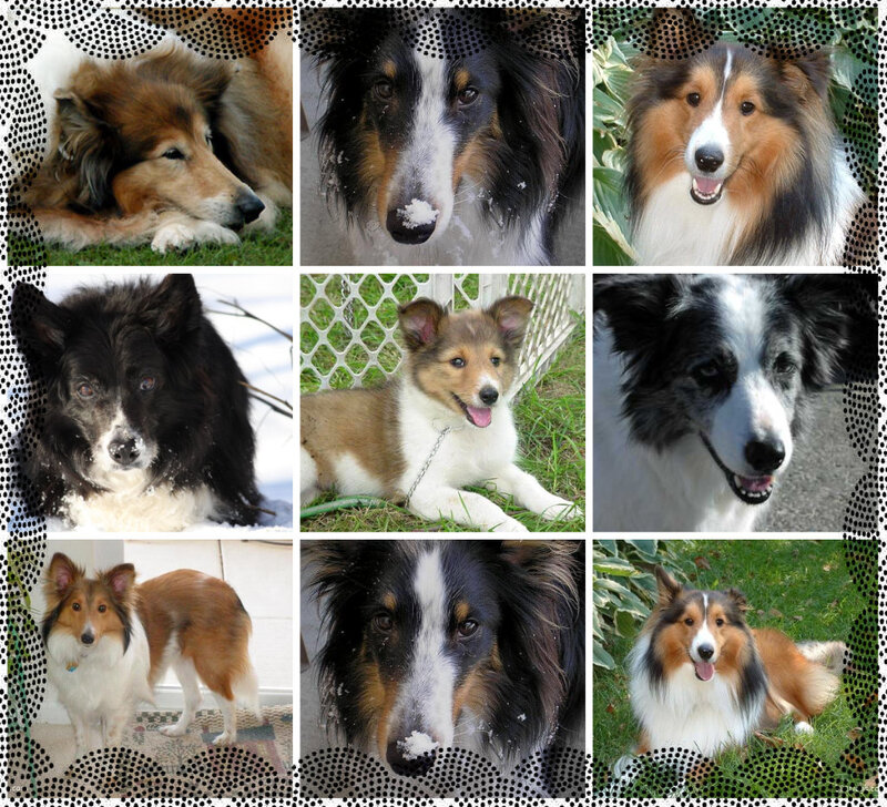 Shetland Sheepdog Collage