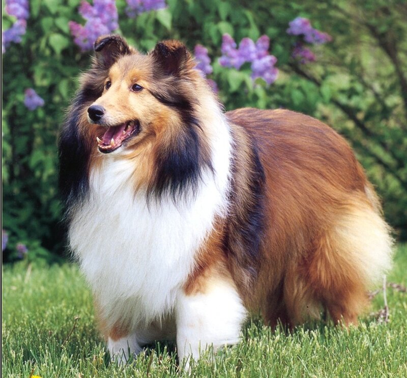 Shetland Sheepdog in a garden