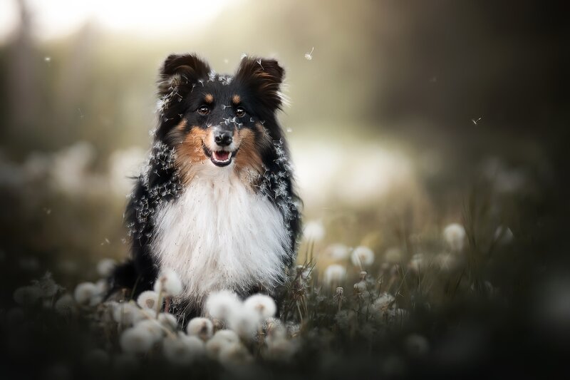 Shetland Sheepdog in Dandelions