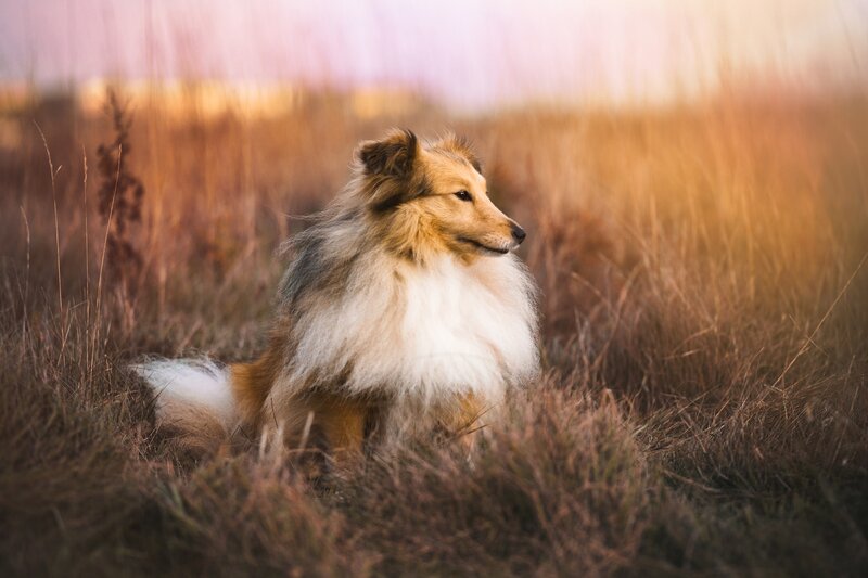 Shetland Sheepdog in Field